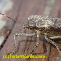 /home//u458753944/public_html/sourcegallery///////////Insects and small critters/aphids cicadas lanternflies and true bugs (Hemiptera)/P5260037.JPG